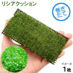 巻きたてリシアクッション