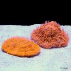 ( коралл )ksa листовка isi orange (1 шт ) морская рыба Hokkaido * Kyushu авиапочта необходимо теплоизоляция 