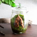 ( декоративное растение )GEXbotolium бутылка мед дерево . скала расположение конечный продукт (1 шт )