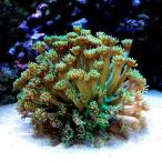 ( коралл ) Como chi - длина коралл зеленый S размер (1 шт ) y-24 Hokkaido * Kyushu авиапочта необходимо теплоизоляция 