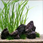 (水草)メダカの水草レイアウトセット