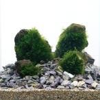 ( водоросли ) маленький размер тропическая рыба ... водоросли расположение комплект 