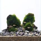 ( водоросли ) маленький размер тропическая рыба ... водоросли расположение комплект организм есть Хонсю Сикоку ограничение 