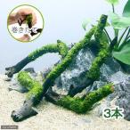 ( водоросли ) наматывать длина Willow Moss палочка коряга S размер ( примерно 15cm)( подводный лист )( нет пестициды )(3шт.@)