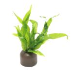 ( водоросли )zeo световое кольцо ( серый ) микро санки ump терроризм ps narrow (1 шт )