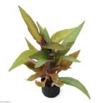 （水草）マルチリングブラック（黒）アルテルナンテラ　ミックス（水上葉）（無農薬）（１個）