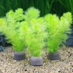 （水草）メダカ・金魚藻　ゼオライトリング（グレー）ウトリクラリア　アウレア（ノタヌキモ）（無農薬）（３個）　北海道航空便要保温
