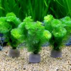 (水草)メダカ・金魚藻 ゼオライトリング(グレー)カボンバ(2個) 北海道航空便要保温