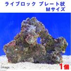 ( морская рыба )lai блок plate форма M размер (1 шт )( вид оставив решение кому-то другому ) Hokkaido * Kyushu авиапочта необходимо теплоизоляция 