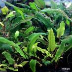 ( водоросли ) Cryptocoryne wen чай зеленый geko-( подводный лист )( нет пестициды )(1 АО )