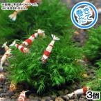 ( водоросли ) наматывать длина вода перо мяч ( подводный лист )( нет пестициды )(3 шт )