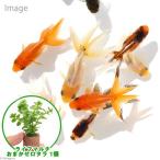 （金魚）（水草）オタマ金魚ミックス（５匹）＋ライフマルチ（茶）おまかせロタラ（１個）