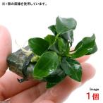 （水草）アヌビアスナナ　プチ　風山石小粒（水中葉）（無農薬）（１個）