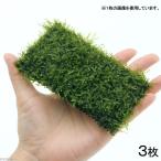 ( водоросли )* выращивание settled * Willow Moss подушка ( подводный лист )( нет пестициды )(3 шт )