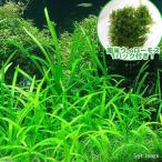 南米ウィローモス＆ピグミーチェーン...