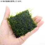 ( водоросли )* выращивание settled * Willow Moss половина подушка ( подводный лист )( нет пестициды )(1 шт )