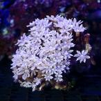 (サンゴ)沖縄産 ツツウミヅタ スノーポリプ(1個) y−87