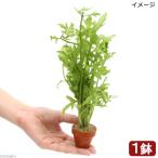 ( водоросли ) вода sprite Mini неглазурованный фарфор . горшок ( водный лист )( нет пестициды )(1 горшок )