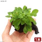 ( водоросли )rudowijiare пенсов зеленый коряга есть SS размер ( водный лист )( нет пестициды )( 1 шт. )( примерно 10cm)