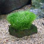( водоросли )* выращивание settled *lisia способ гора камень S размер ( примерно 10cm)( подводный лист )( нет пестициды )(1 шт )