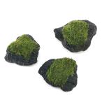 ( водоросли ) наматывать длина Bubble Moss . скальная порода SS размер (8cm и меньше )( подводный лист )( нет пестициды )(1 шт )