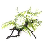 ( водоросли ) наматывать длина bo рубин tishyutiroti ветка форма коряга S размер (10cm~)( нет пестициды )( 1 шт. )