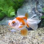 (金魚)蝶尾ミックス(中国産)(1匹)