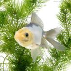 （国産金魚）羽衣オランダ獅子頭（１匹）