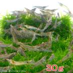 （エビ）ミナミヌマエビ（３０ｇ）　半分未満死着は保証なし　北海道・九州航空便要保温