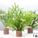 ( водоросли )me Dakar. производство яйцо для жизнь мульти- ( чай )hikagenokazla( день ..)(1 шт )