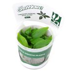 ショッピングテラリウム （水草）組織培養ＧＲＯＷＯＷ！　ラゲナンドラ　ミーボルディ　シルバーパウダー（１カップ）　D87 TC