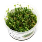 ( водоросли ) организация разведение 1-2-GROW!dowa-f вода clover Toro pika производства ( нет пестициды )(1 cup ) 010B TC