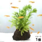 ( водоросли )me Dakar. производство яйцо для дыра ka белка .hikagenokazla( день ..). скальная порода (1 шт )