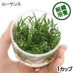 ( водоросли ) организация разведение Cryptocoryne Roo талон s( нет пестициды )(1 cup )