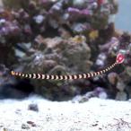 ( морская рыба )oi Ran детский (1 шт ) Hokkaido * Kyushu авиапочта необходимо теплоизоляция 