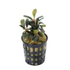 ( водоросли ) случайный организация разведение bsefa Land la Mini pot ( нет пестициды )(1 pot )