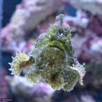 ( морская рыба ) лягушка морской черт Mix S размер (1 шт ) Hokkaido * Kyushu авиапочта необходимо теплоизоляция 