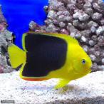 ( морская рыба )yako блокировка красота M размер (1 шт ) Hokkaido * Kyushu авиапочта необходимо теплоизоляция 