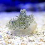 ( морская рыба ) медуза saka Sakura geS размер (1 шт ) Hokkaido * Kyushu авиапочта необходимо теплоизоляция 