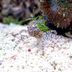 ( морская рыба ) краб (B товар ) gold коричневый kgani(1 шт ) Hokkaido * Kyushu авиапочта необходимо теплоизоляция 