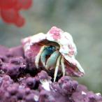 （海水魚）ヤドカリ　沖縄産　ウスイロサンゴヤドカリ（１匹）