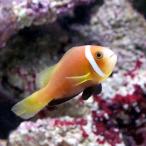 （海水魚）モルディブアネモネフィッシュ（ワイルド）（１匹）　北海道・九州航空便要保温