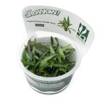 ( водоросли ) организация разведение GROWOW! Cryptocoryne wen чай длинный ( нет пестициды )(1 cup )