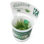 ( водоросли ) организация разведение GROWOW! Echinodorus te фланель s микро ( нет пестициды )(1 cup ) Hokkaido авиапочта необходимо теплоизоляция 