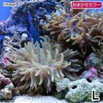 ( морская рыба ) длинный тонн takru ветреница корончатая случайный цвет L размер (1 шт ) нет .. животное Hokkaido * Kyushu авиапочта необходимо теплоизоляция 