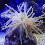 ( морская рыба )frolida ветреница корончатая случайный цвет (1 шт ) нет .. животное Hokkaido * Kyushu авиапочта необходимо теплоизоляция 