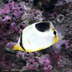 ( морская рыба )se Glo butterfly uo(1 шт ) Hokkaido * Kyushu авиапочта необходимо теплоизоляция 