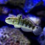 ( морская рыба ) Sara sa - ze(1 шт ) Hokkaido * Kyushu авиапочта необходимо теплоизоляция 