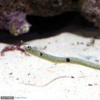 ( морская рыба ) spo tedo* сад i-ru( подбородок дыра go)(1 шт ) Hokkaido * Kyushu авиапочта необходимо теплоизоляция 