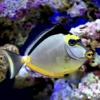 ( морская рыба )miyako тонн g - gi(1 шт ) Hokkaido * Kyushu авиапочта необходимо теплоизоляция 